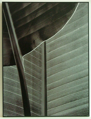 Obraz - Liście bambusa, kadr - reprodukcja na płycie 10384 45x60 cm - Obrazy Reprodukcje Ramy | ergopaul.pl