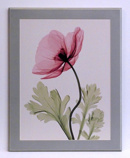 Obraz - Kwiat maku, fotografia X-Ray - reprodukcja na płycie z passe - partout SM185T 56x71 cm - Obrazy Reprodukcje Ramy | ergopaul.pl