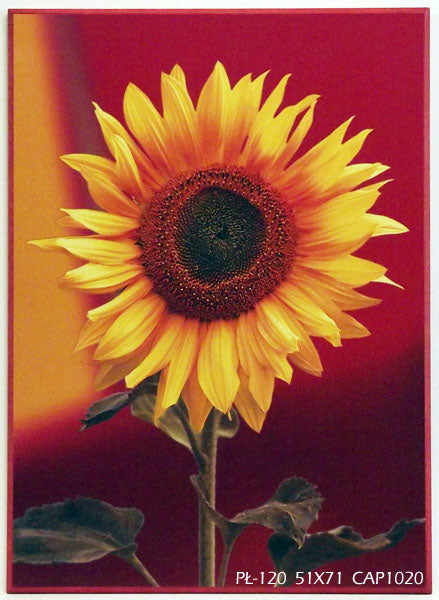 Obraz - Kwiaty w czerwieni, słonecznik -reprodukcja na płycie CAP1020 cm - Obrazy Reprodukcje Ramy | ergopaul.pl