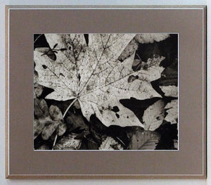 Obraz - Jesienne liście - reprodukcja na płycie A6310 34x40 cm - Obrazy Reprodukcje Ramy | ergopaul.pl