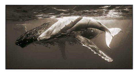Obraz  - Wieloryby - Humbaki, podwodna fotografia w sepii - reprodukcja na płycie 2AP2041 101x51 cm. - Obrazy Reprodukcje Ramy | ergopaul.pl