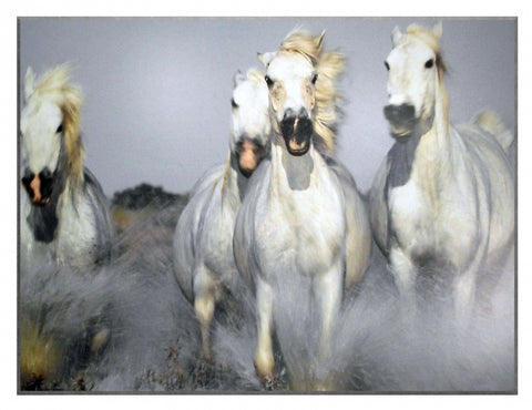 Obraz - Stado koni Camargue, kolorowa fotografia dzikich koni I - reprodukcja na płycie 3AP982 81x61 cm. - Obrazy Reprodukcje Ramy | ergopaul.pl