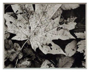 Obraz - Fotografia natury-jesienne liście - reprodukcja na płycie A6310 31x25 cm. - Obrazy Reprodukcje Ramy | ergopaul.pl