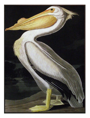 Obraz - J.J.Audubon, Biały Pelikan - reprodukcja na płycie 3AA2231 61x81 cm. - Obrazy Reprodukcje Ramy | ergopaul.pl