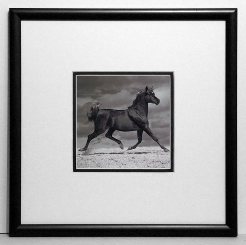 Obraz - Fotografia karego konia - reprodukcja w ramie z passe-partout IGP5285 30x30 cm. - Obrazy Reprodukcje Ramy | ergopaul.pl