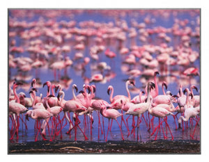 Obraz - Stado Flamingów, foto - reprodukcja 3ME1703 na płycie 81x61 cm. - Obrazy Reprodukcje Ramy | ergopaul.pl