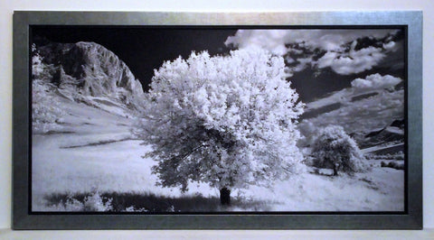 Obraz - Kwitnące drzewo, czarno-biała fotografia - reprodukcja w ramie 2AP1661 100x50 cm - Obrazy Reprodukcje Ramy | ergopaul.pl