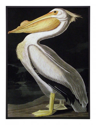Obraz - J.J.Audubon, Biały Pelikan - reprodukcja na płycie 3AA2231-30 31x41 cm. - Obrazy Reprodukcje Ramy | ergopaul.pl