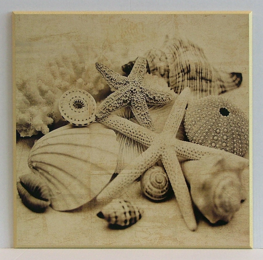 Obraz - Kolekcja muszli II, fotografia w sepii - reprodukcja IS5204 na płycie 51x51 cm. - Obrazy Reprodukcje Ramy | ergopaul.pl