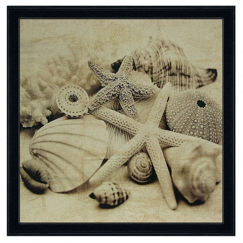 Obraz - Muszle, morskie skarby, fotografia w sepii - reprodukcja IS5204 oprawiona w ramę 50x50 cm - Obrazy Reprodukcje Ramy | ergopaul.pl