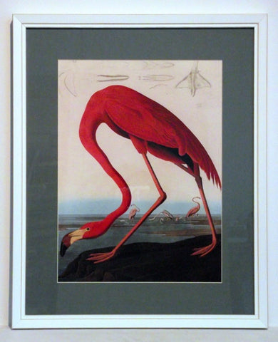 Obraz - J.J.Audubon, Czerwony Flaming - reprodukcja w białej ramie z passe-partout 3AA2230 40x50 cm. - Obrazy Reprodukcje Ramy | ergopaul.pl