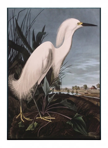Obraz - J.J.Audubon-Czapla Biała - reprodukcja 3AA4977-70 na płycie 51x71 cm. - Obrazy Reprodukcje Ramy | ergopaul.pl