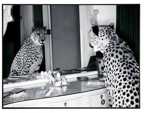 Obraz - Gepard w mieście, przeglądający się w lustrze, czarno-biała fotografia - reprodukcja 3AP2748 na płycie  71x51 cm - Obrazy Reprodukcje Ramy | ergopaul.pl