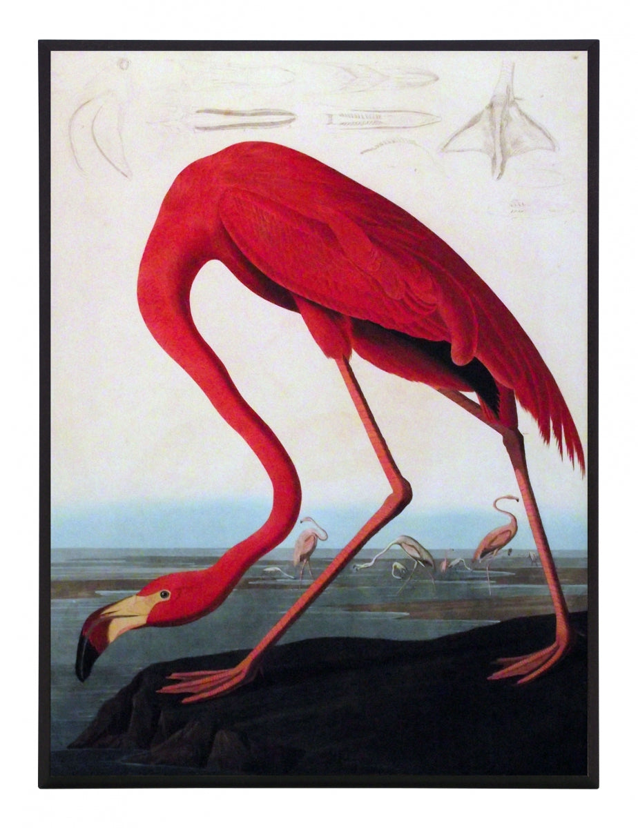 Obraz - J.J.Audubon, Czerwony Flaming - reprodukcja na płycie 3AA2230-30 31x41 cm. - Obrazy Reprodukcje Ramy | ergopaul.pl