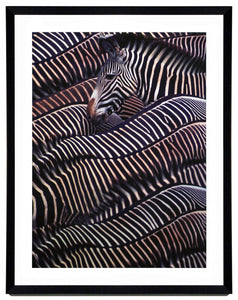 Obraz - Safari - Zebry, Kenia, fotografia - reprodukcja 3AP3247 oprawiona w ramę 70x90 cm - Obrazy Reprodukcje Ramy | ergopaul.pl