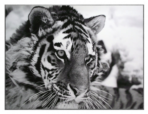 Obraz - dzikie koty - tygrys, czarno - biała fotografia - reprodukcja na płycie 3AP1937 81x61 cm. - Obrazy Reprodukcje Ramy | ergopaul.pl