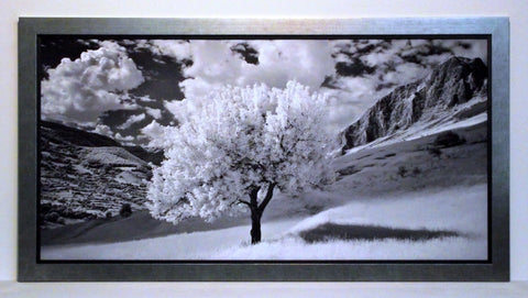 Obraz - Kwitnące drzewo, czarno-biała fotografia - reprodukcja w ramie 2AP1662 100x50 cm - Obrazy Reprodukcje Ramy | ergopaul.pl