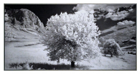 Obraz - Kwitnące drzewo, czarno-biała fotografia - reprodukcja na płycie 2AP1661 101x51 cm - Obrazy Reprodukcje Ramy | ergopaul.pl