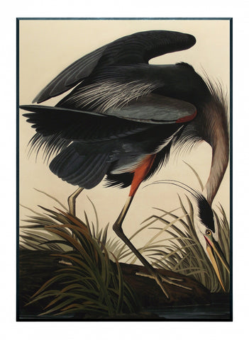 Obraz - J.J.Audubon-Czapla Niebieska - reprodukcja 3AA4972-70 na płycie 51x71 cm. - Obrazy Reprodukcje Ramy | ergopaul.pl