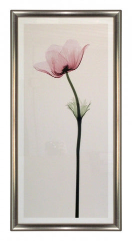 Obraz - Kwiat anemon, X-Ray - reprodukcja w ramie SM192T 36x77 cm - Obrazy Reprodukcje Ramy | ergopaul.pl