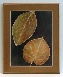 Obraz - Zasuszone liście drzew - reprodukcja na płycie z passepartout  A1979 43x55 cm. - Obrazy Reprodukcje Ramy | ergopaul.pl