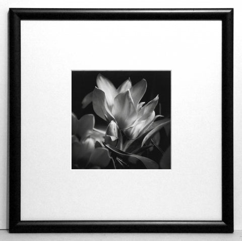 Obraz - Fotografie kwiatów, tulipany - reprodukcja w ramie z passe-partout CS0262 30x30 cm - Obrazy Reprodukcje Ramy | ergopaul.pl
