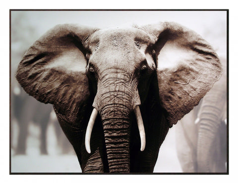 Obraz - Safari - Słoń afrykański, fotografia w sepii - reprodukcja na płycie 3AP2049 81x61 cm. - Obrazy Reprodukcje Ramy | ergopaul.pl