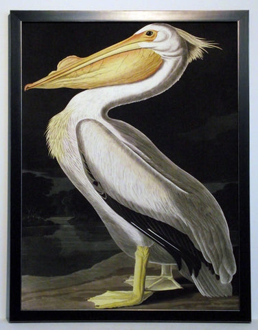 Obraz - J.J.Audubon, Biały Pelikan - reprodukcja w ramie 3AA2231 60x80 cm. - Obrazy Reprodukcje Ramy | ergopaul.pl