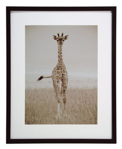 Obraz - Safari, żyrafa, fotografia w sepii - reprodukcja A4279 oprawiona w ramę 40x50 cm. - Obrazy Reprodukcje Ramy | ergopaul.pl