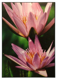Obraz - Kwiat, zdjęcie - reprodukcja na płycie RL1068 51x71 cm - Obrazy Reprodukcje Ramy | ergopaul.pl