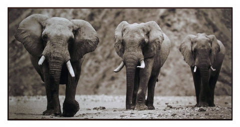 Obraz - safari - słonie afrykańskie, fotografia w sepii - reprodukcja na płycie 2AP2047 101x51 cm. - Obrazy Reprodukcje Ramy | ergopaul.pl